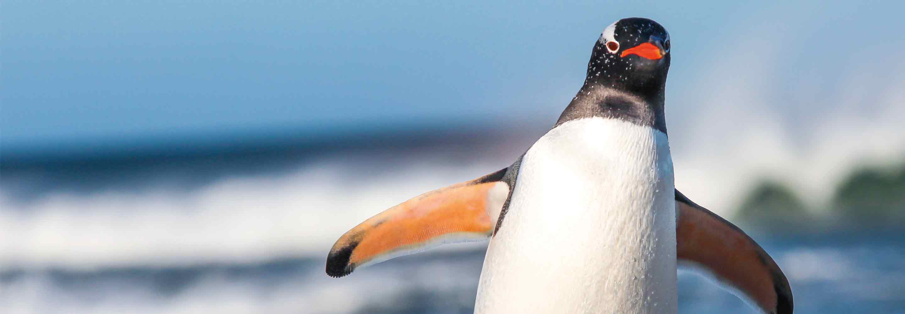 Der Pinguin – ein sympathischer Typ