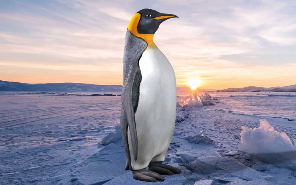 Pinguin Spirit